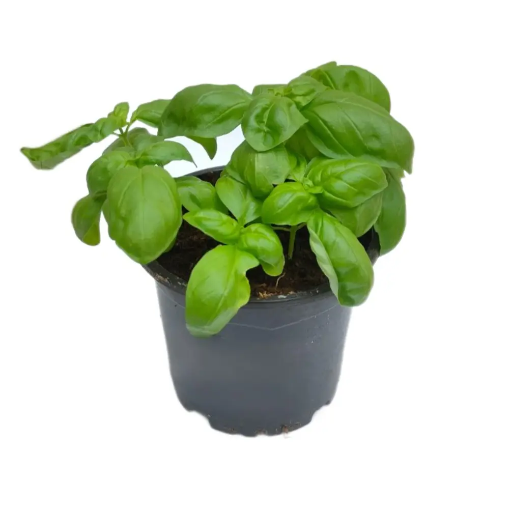 Базилик ø10 h15 см Santreyd STLM-2095727