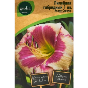 Лилейник Geolia гибридный Хелло Скриме