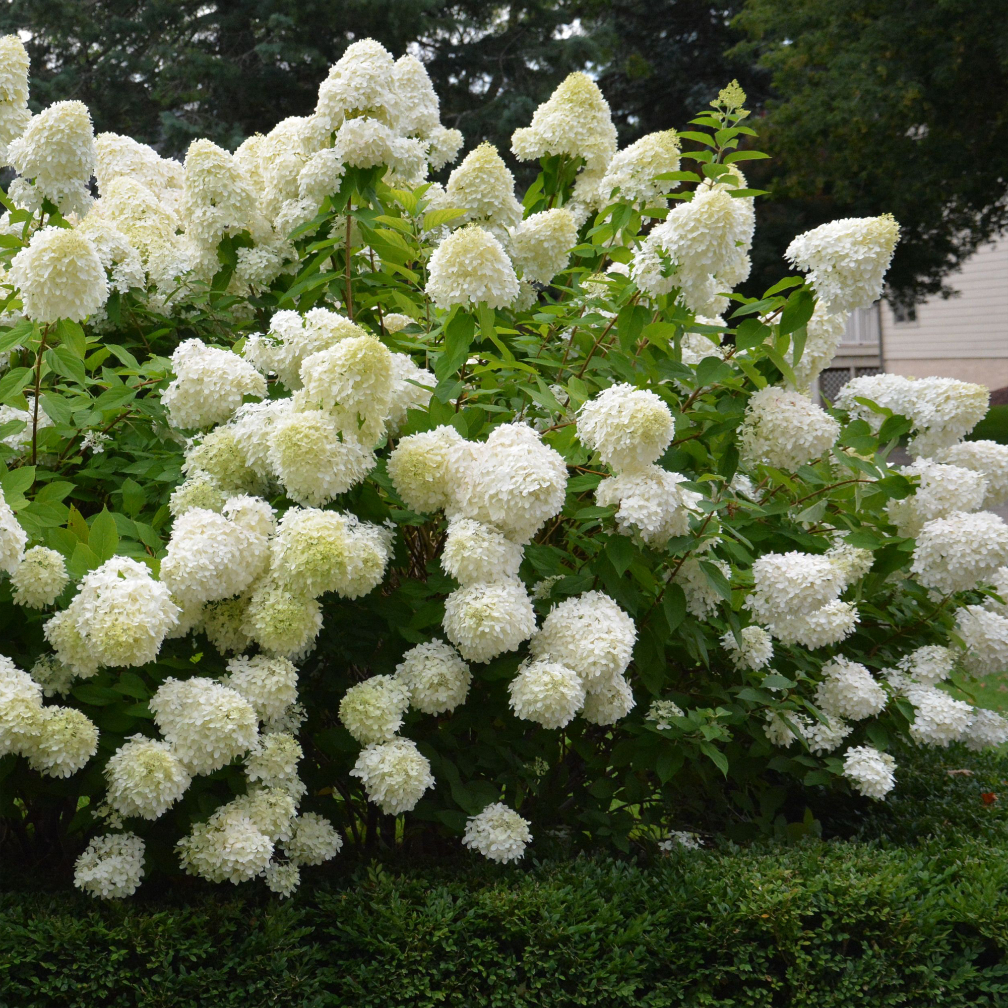 Гортензия метельчатая Лайм Лайт Santreyd - пышные соцветия цвета лайма 82237731 STLM-0022556 - Вид №1