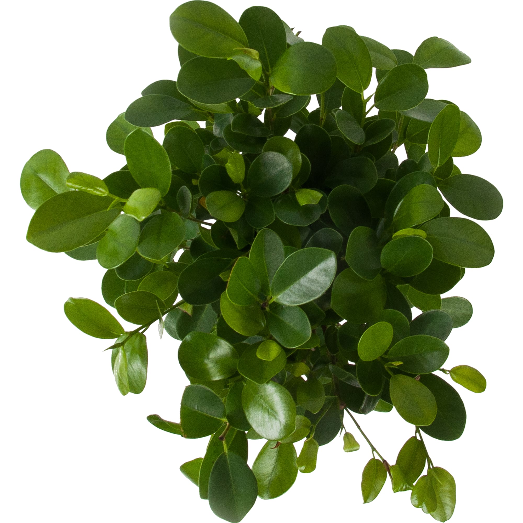 82611593 Фикус Мокламе 17x70 см Santreyd  - Вид №1