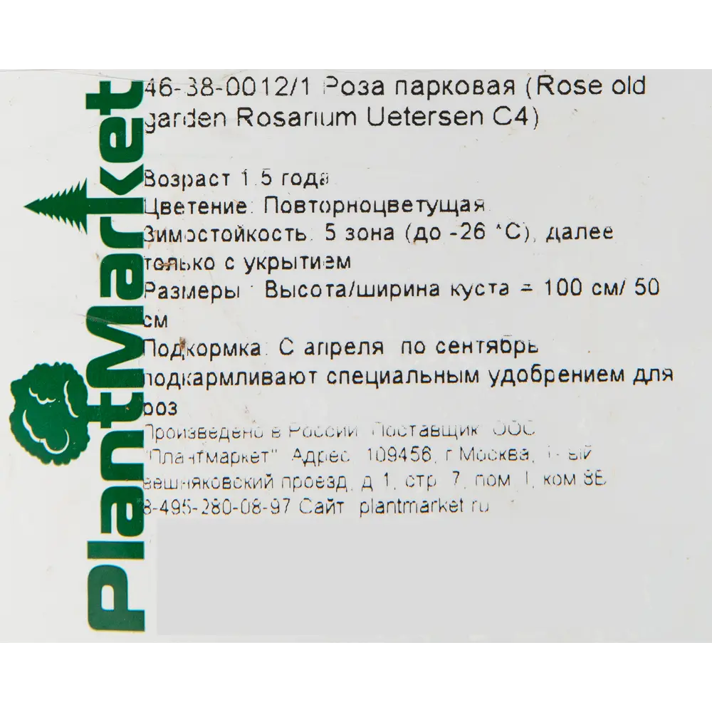 Роза парковая «Розариум Ютерсен» 19x55 см 82625099 STLM-2095049 PLANTMARKET  - Вид №1