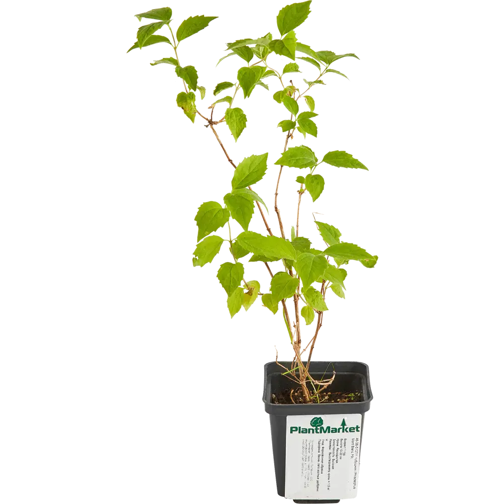 Чубушник Монт Бланк ø9 h15 см 84829128 STLM-2055707 PLANTMARKET 