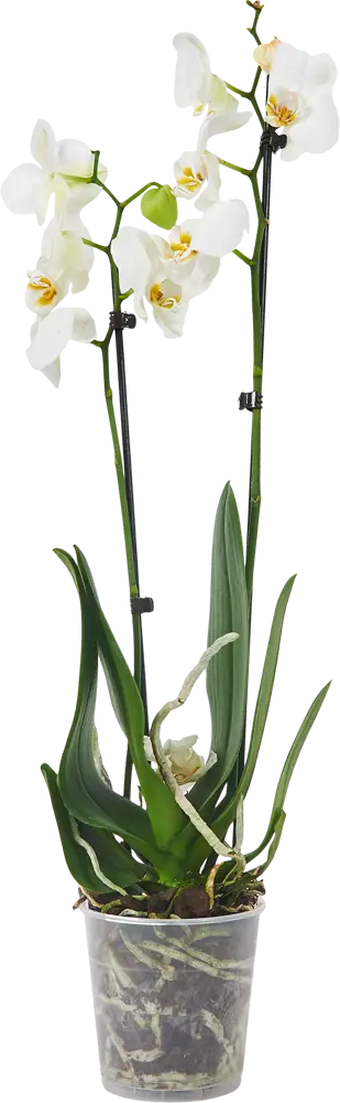 Santreyd Фаленопсис — изящная орхидея с двумя цветоносами 86749969