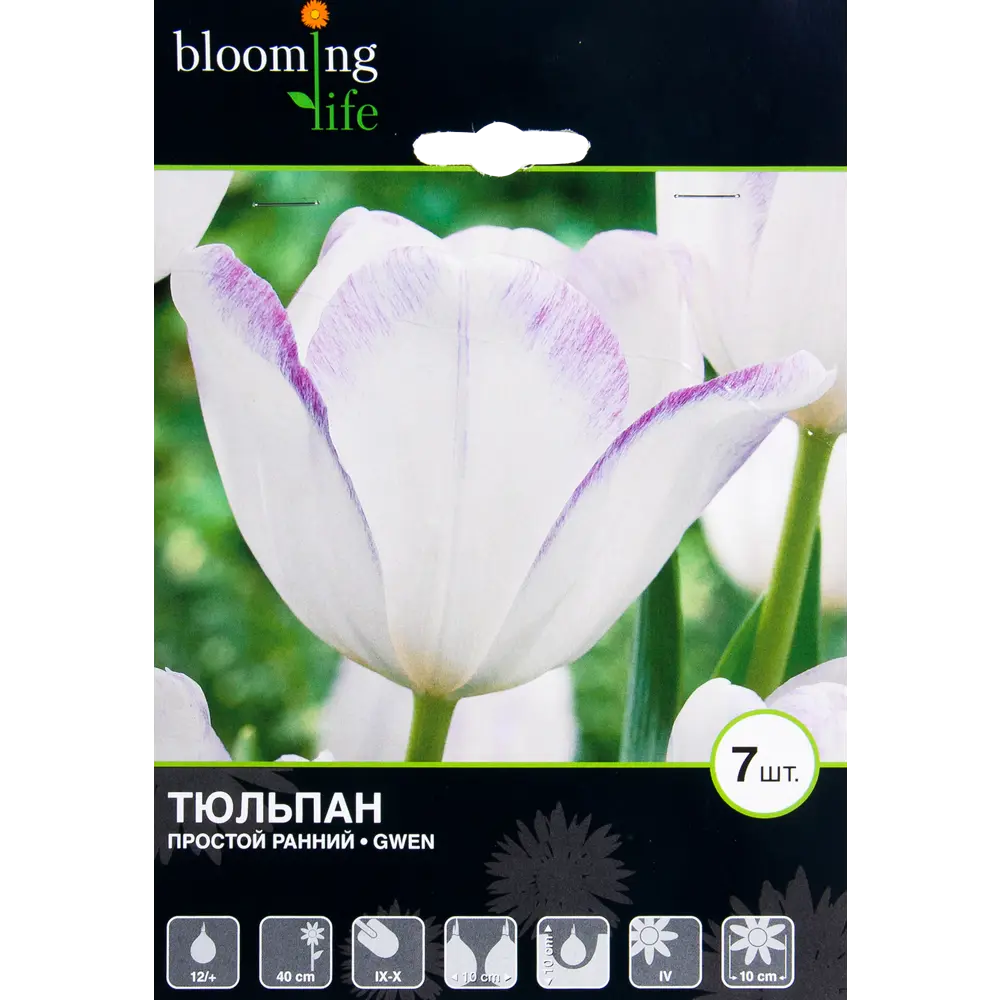 Тюльпан Гвен 12/+, 7 шт 16397786 STLM-2171954 Santreyd 