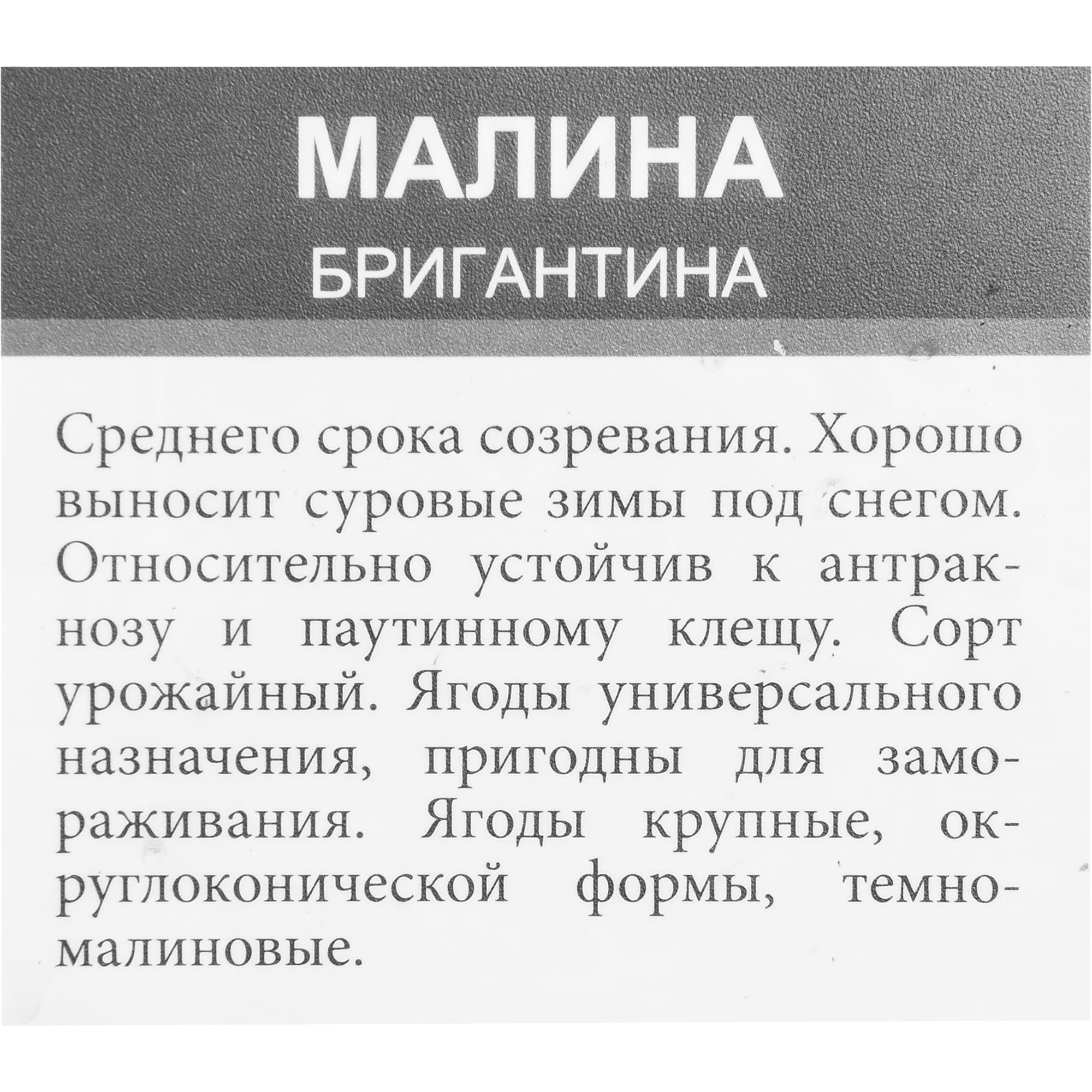 18313566 Малина, в ассортименте, горшок С2, цвет красный Santreyd  - Вид №1