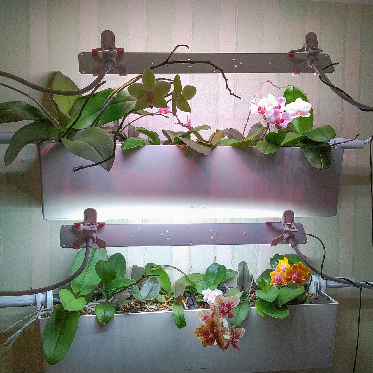 3349 Биколор Комфорт 2.3.f - Рассада, Микрозелень. Белый свет. LAB.Space  - Вид №3