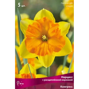 Нарцисс с расщеплённой коронкой «Конгресс», высота 40 см, 3 шт. 82000170 STLM-2118050