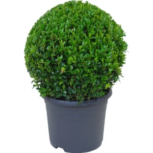 Буксус форма шар 19x35 см 82598153 STLM-2076480