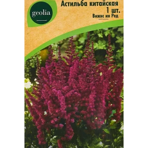 Астильба Geolia китайская Вижнс Инред 86408607 STLM-2029115