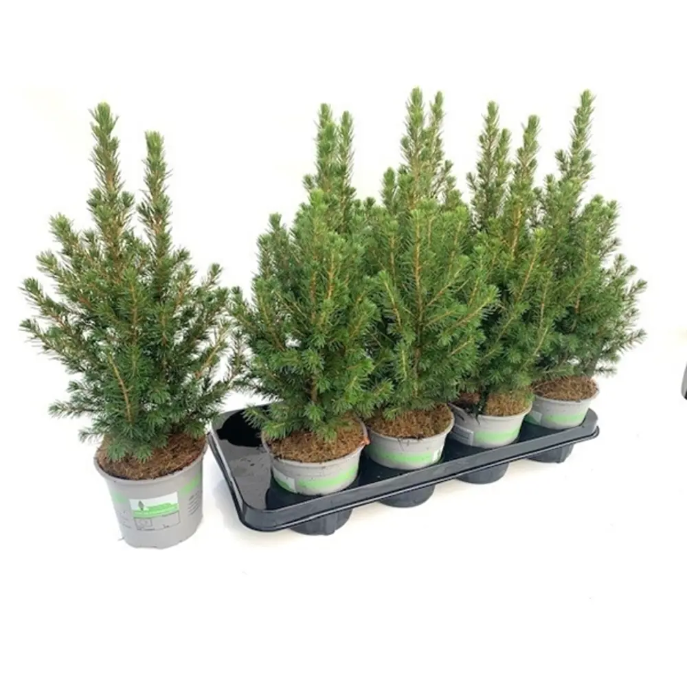 Ель Глаука Коника ø13 h35-40 см Santreyd STLM-2194388 - Вид №2