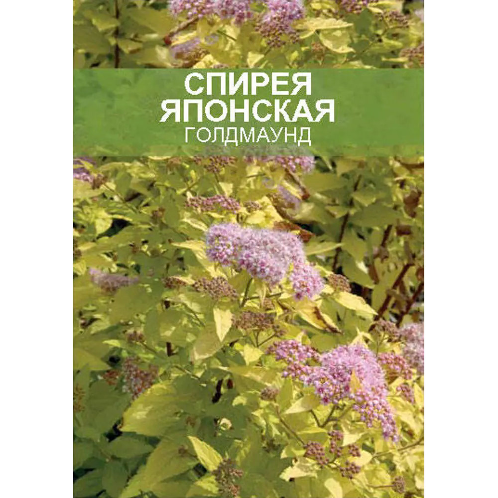 Спирея Голдмаунд ø15 h35 см 85670454 STLM-2104445 Santreyd 