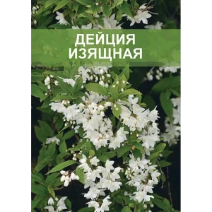Дейция изящная ø15 h35 см 85670440 STLM-2010812