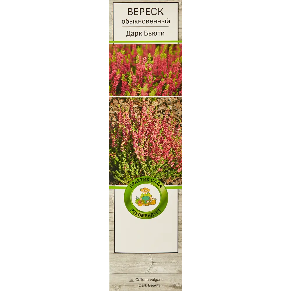 Вереск обыкновенный Дарк бьюти h37 см 83786949 STLM-2177162 Santreyd 