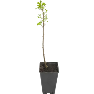Акация жёлтая Карагана древовидная 15x40 см 82595229 STLM-2094535