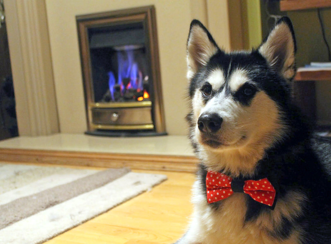 SK PETBOW1 Галстук-бабочка для домашних питомцев pet bow Suck UK  - Вид №11