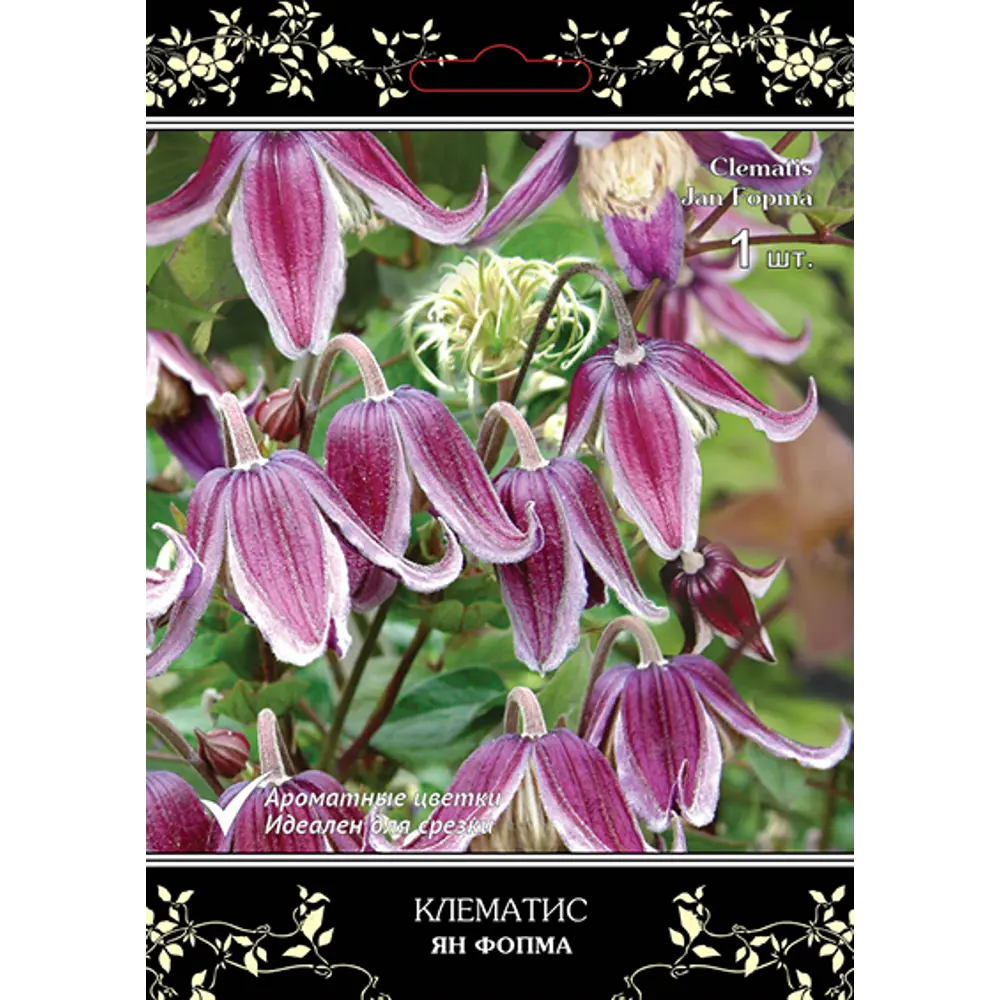 Клематис крупноцветковый Люкс Ян Фопма h15 см 83431387 STLM-2182470 Santreyd 