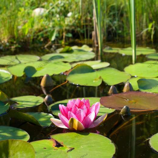 WP00246 Фотообои Verol Фотообои decoline 1х1 м