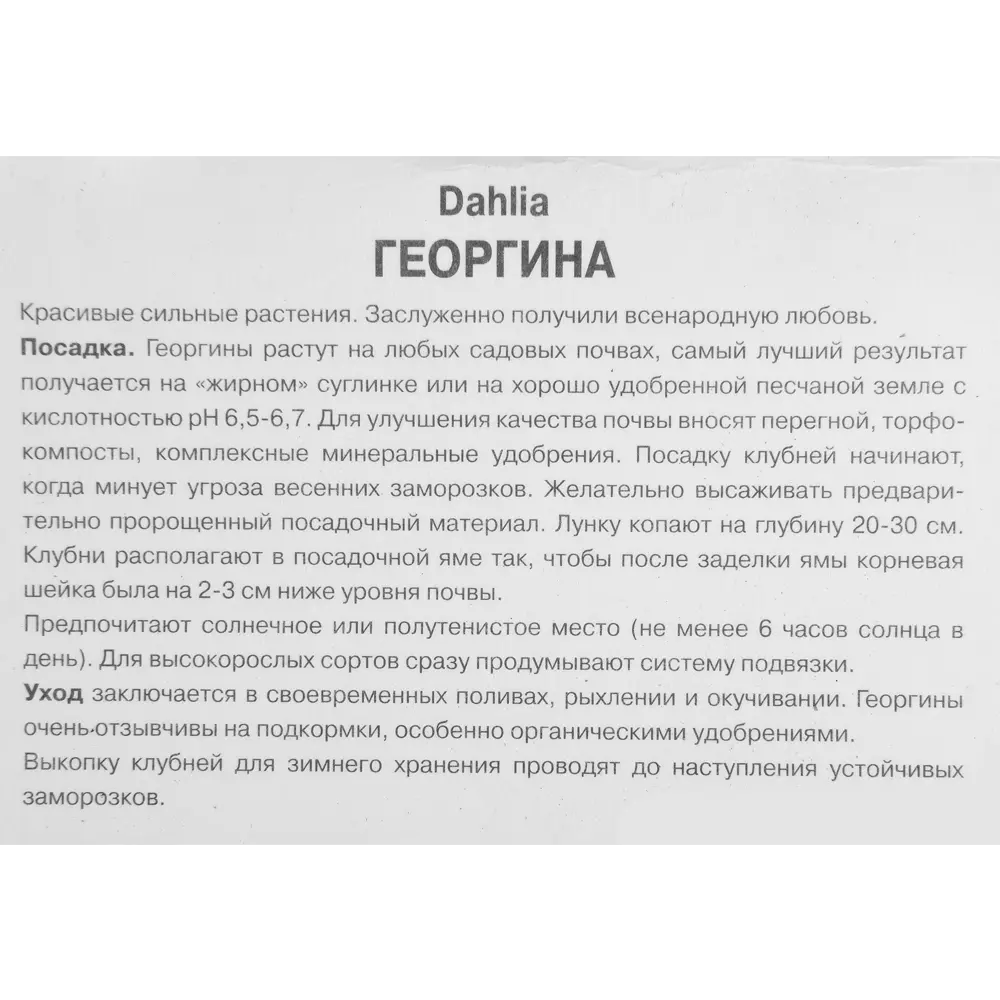 Георгина декоративная Авиньон луковица I ПОИСК STLM-2188811 - Вид №2