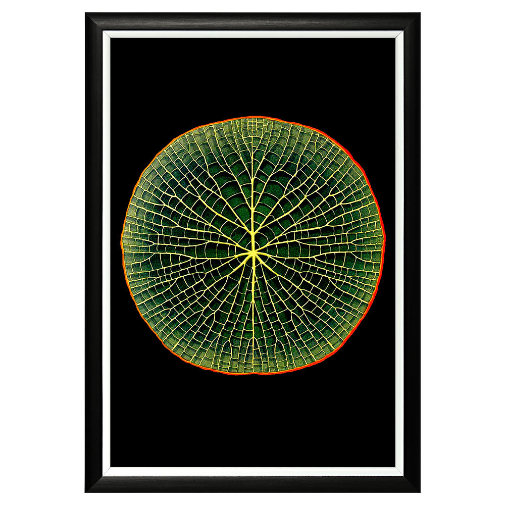 896518675_1818 Арт-постер "Амазонская Виктория" Object Desire 