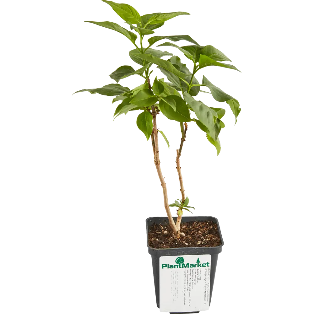 Сирень Богдан Хмельницкий ø9 h15 см 84828984 STLM-2189711 PLANTMARKET 