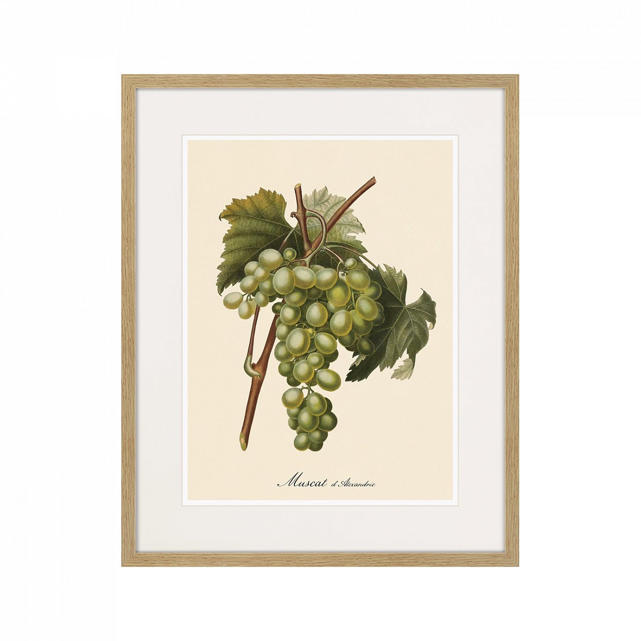 Картина Juicy fruit lithography №13, 1870 г., 42х52 см КАРТИНЫ В КВАРТИРУ  264431 Разноцветный  - Вид №6