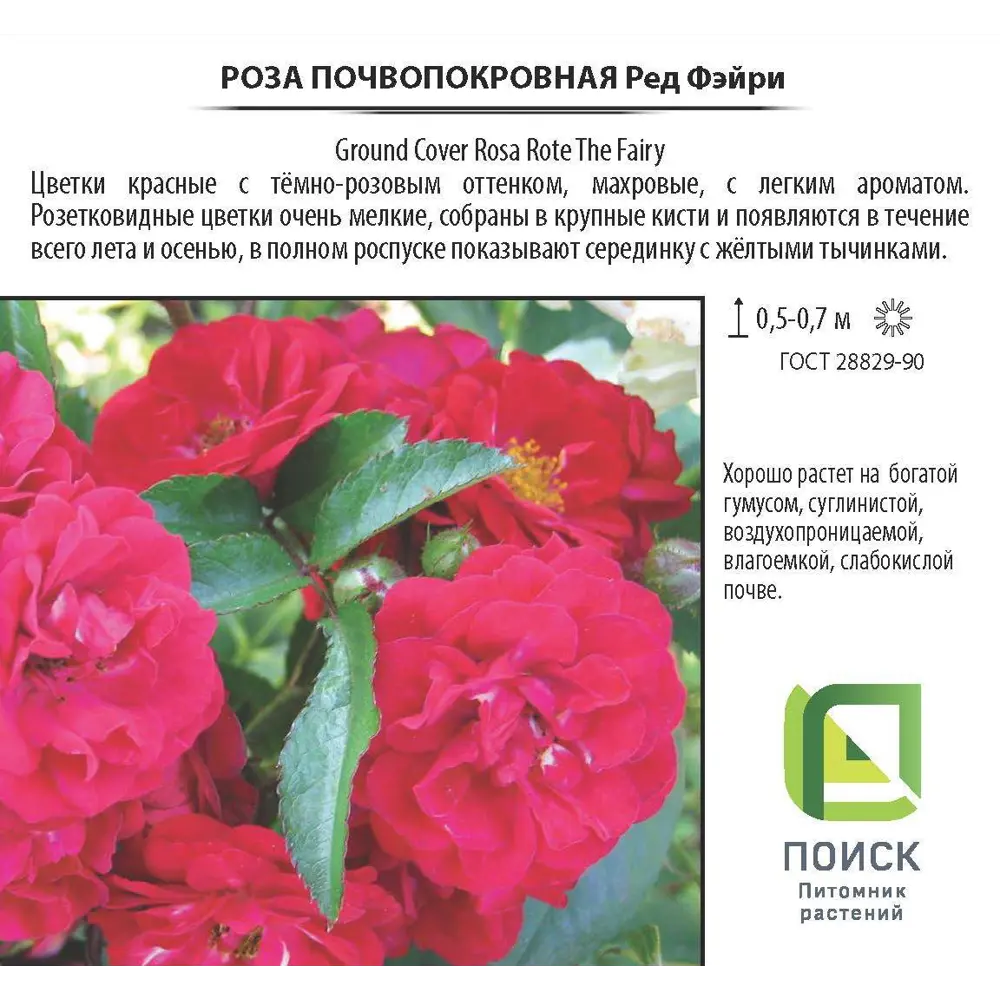 Роза почвопокровная «Рэд Фэйри», 3.5 л 18474917 STLM-2076533 Santreyd  - Вид №1