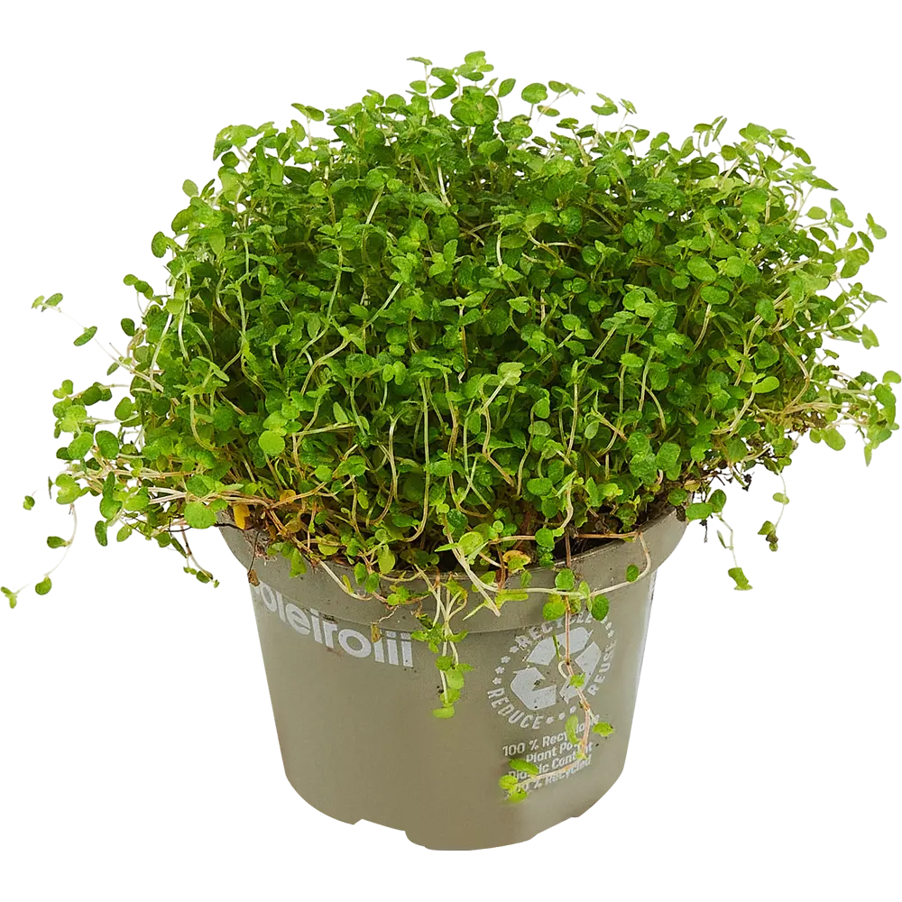 Santreyd Соляройя микс — живой ковер из Средиземноморья 14471049 STLM-0004985