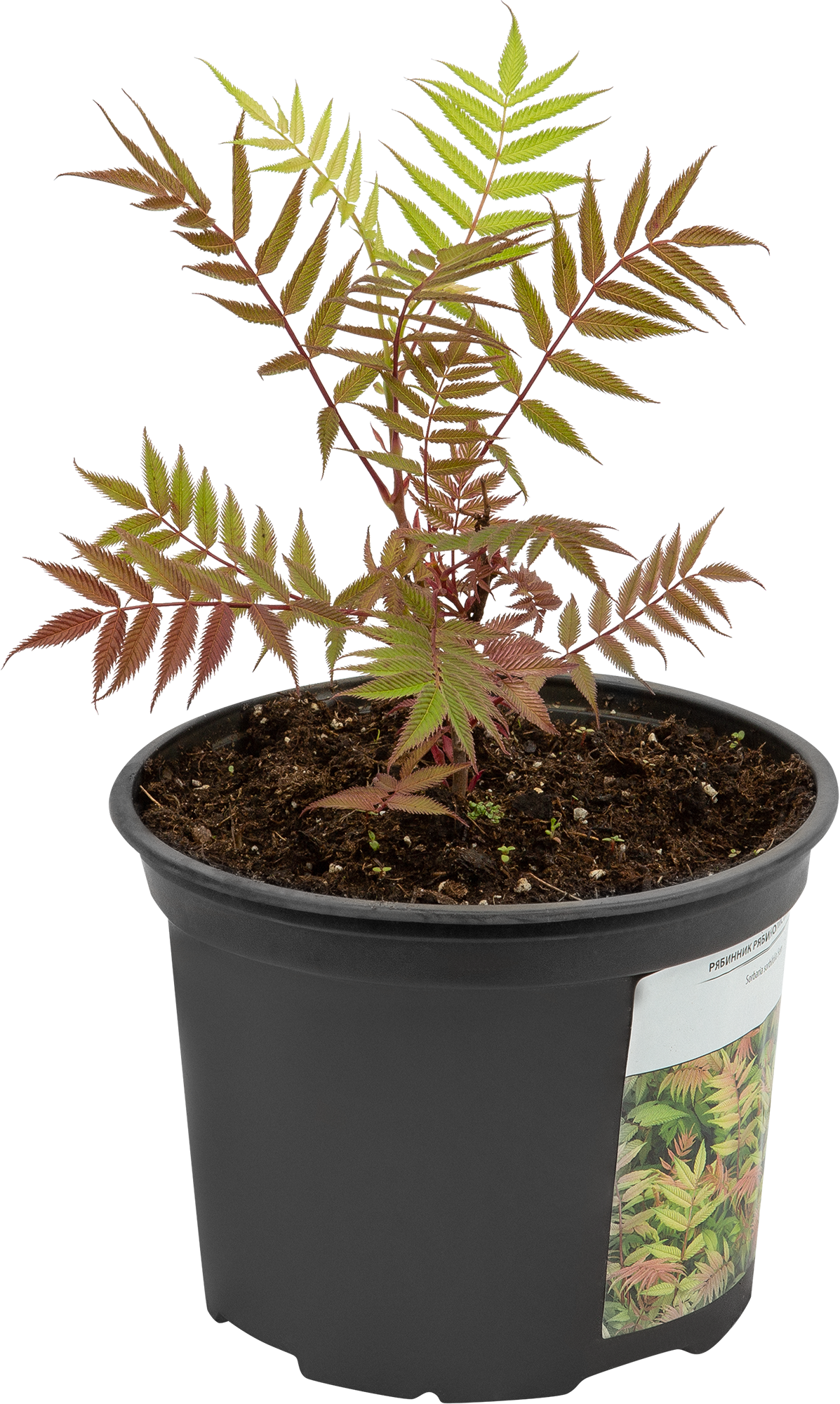 Рябинник Сэм Santreyd - кремовые соцветия с тонким ароматом для вашего сада 85324999 STLM-0061550