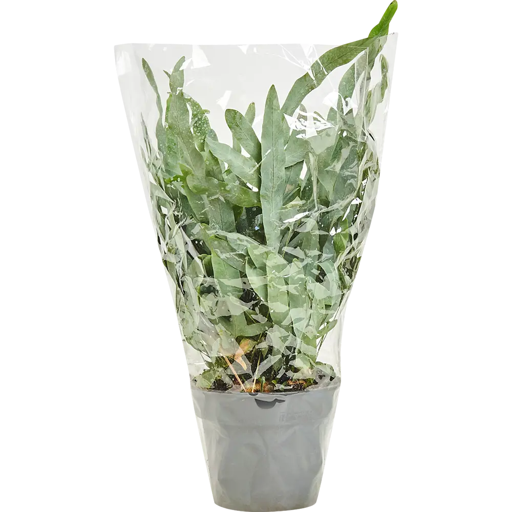 Флебодиум микс 17x50 см 83060669 STLM-2022748 Santreyd  - Вид №3