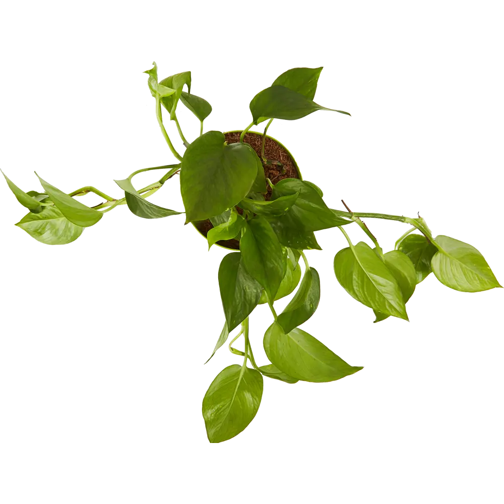 84586941 Сциндапсус микс ø15 h40 см Росток STLM-0052398 Santreyd  - Вид №1