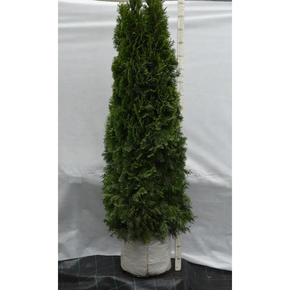 Туя западная «Смарагд» 60x180-200 см 82676772 STLM-2158345 Santreyd 