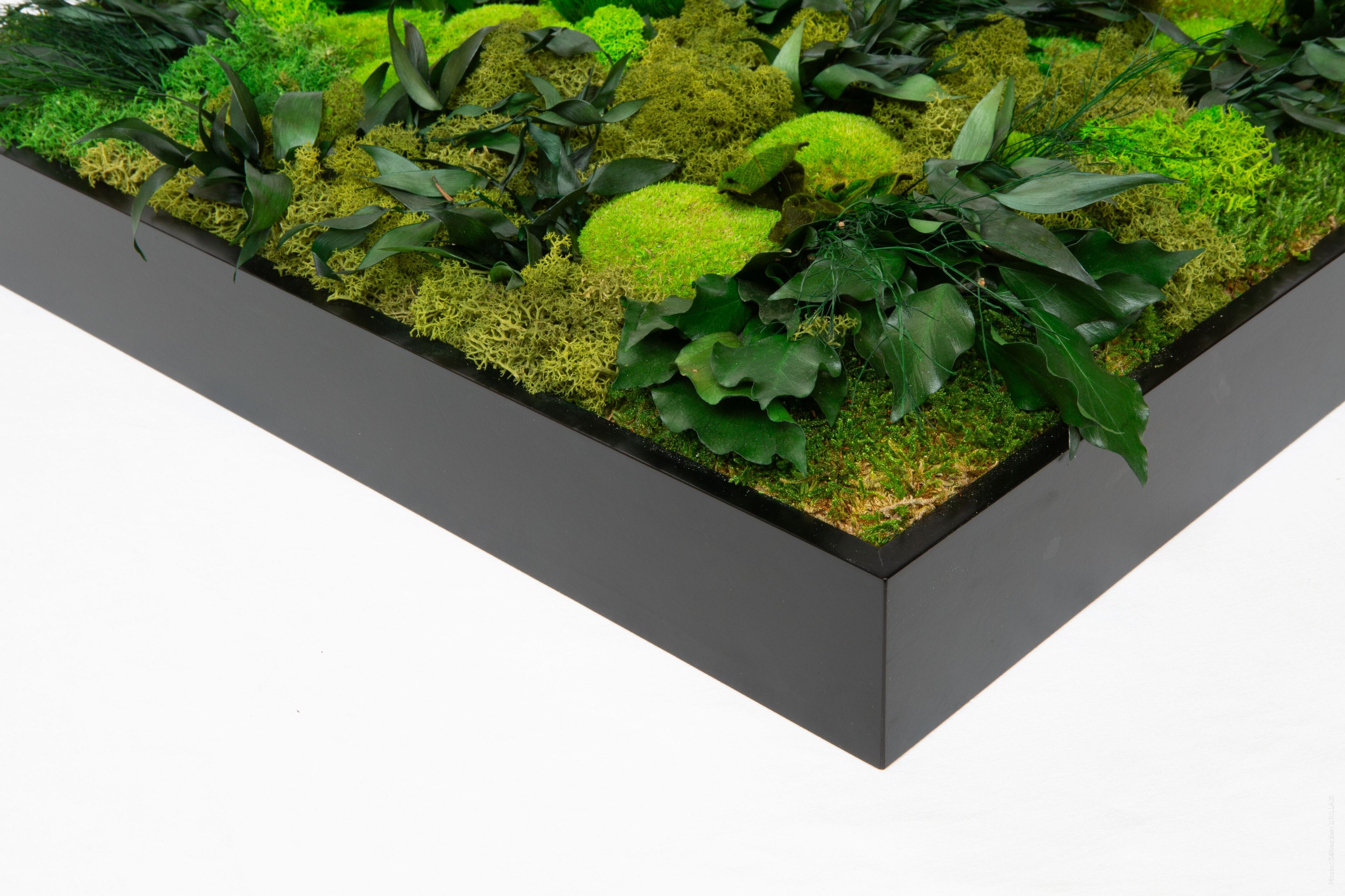 Растительная картина в лишайниках Tecsound PureKustik ARCH-00093539 - Вид №13