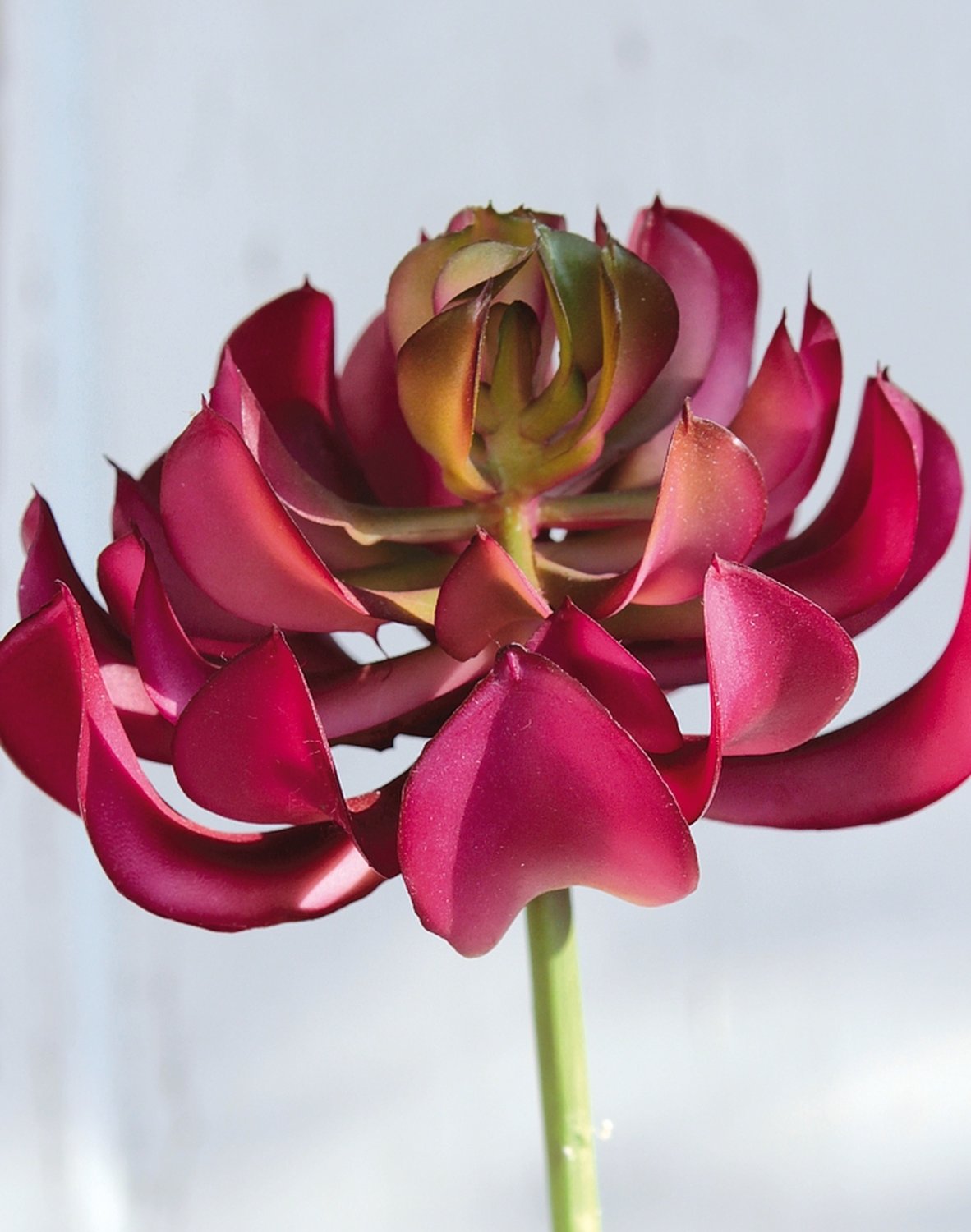 6487 849 a3 Эониум искусственный на палочке, 13 см, Ø 10 см, зелено-бордовый H-andreas  - Вид №4