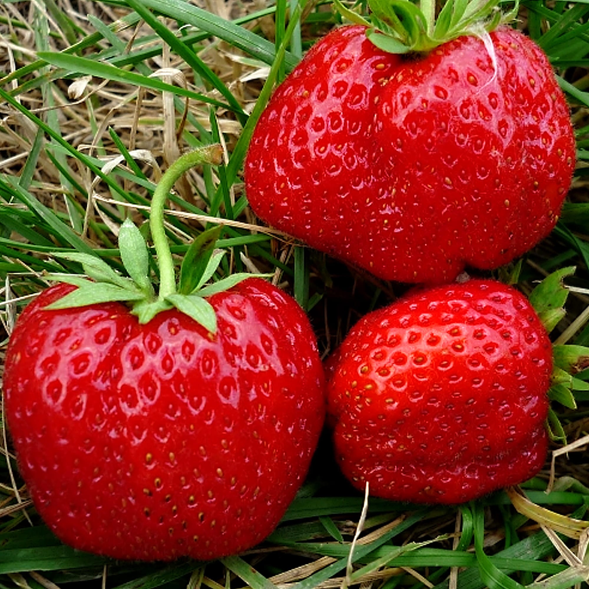 81954889 Земляника садовая «Юния Смайдс Р9» Santreyd 