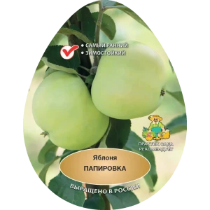 Яблоня Папировка h200 см Поиск Инвест 84399343 STLM-2183583
