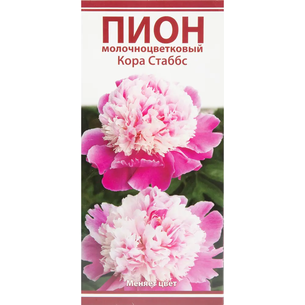 Пион молочноцветковый «Кора Стаббс», размер луковицы I 82319605 STLM-2096308 Santreyd 