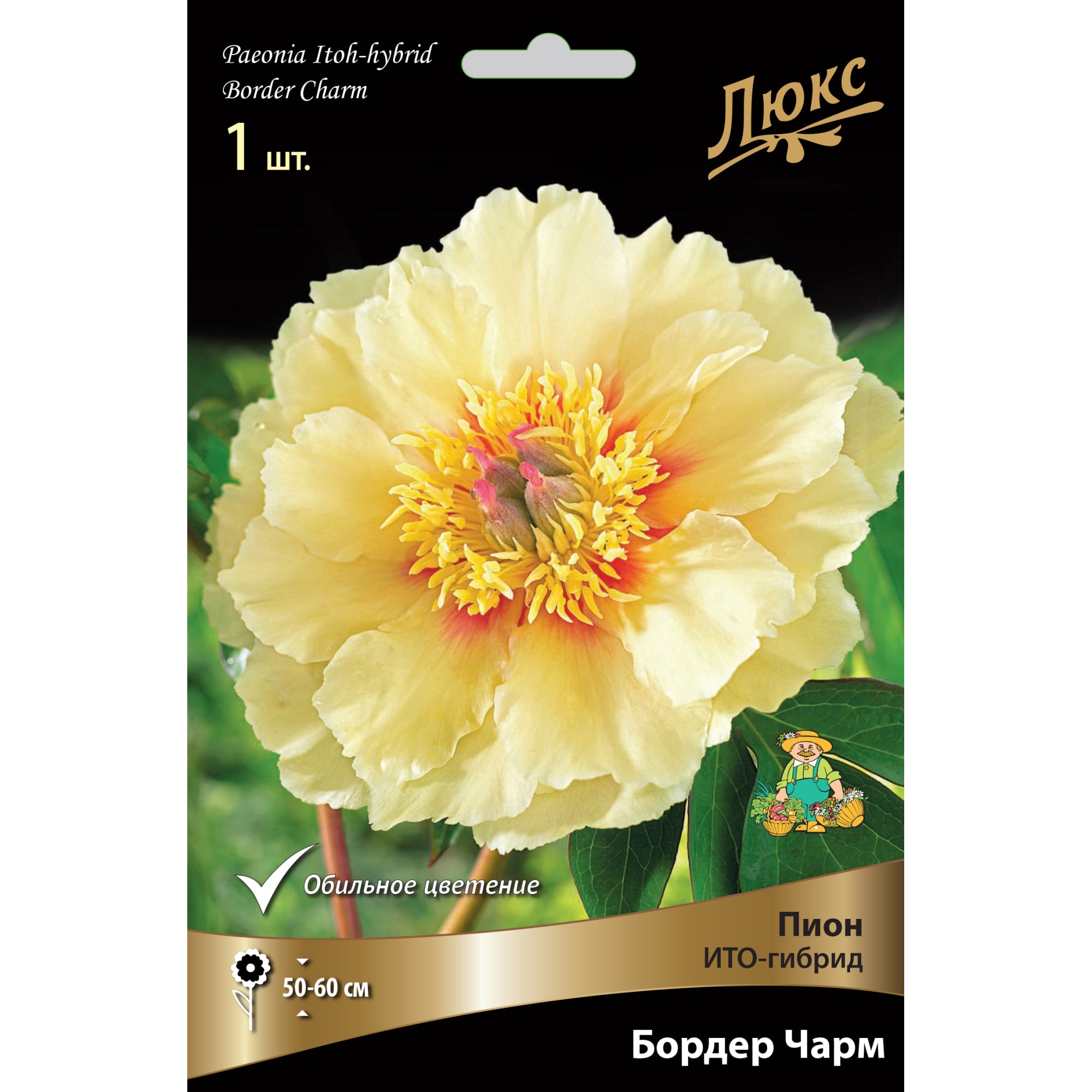 82661865 Пион ито-гибрид «Бордер Чарм» разбор 2-3 Santreyd 