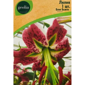 Лилия GEOLIA Блэк Бьюти - малиновое украшение сада 86408621
