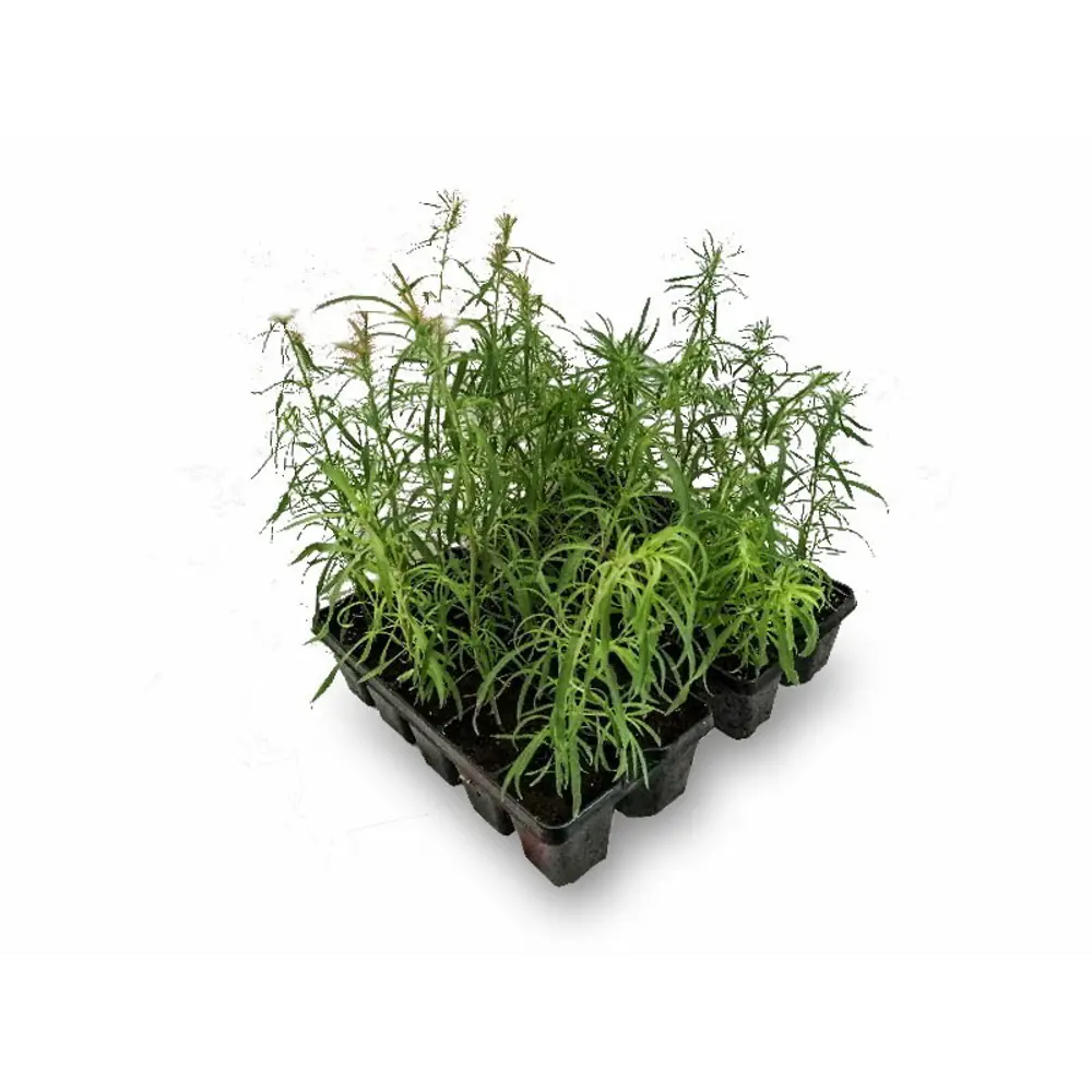 Рассада Кохия h20 см, 10 шт. 83248324 STLM-2063762 Santreyd 