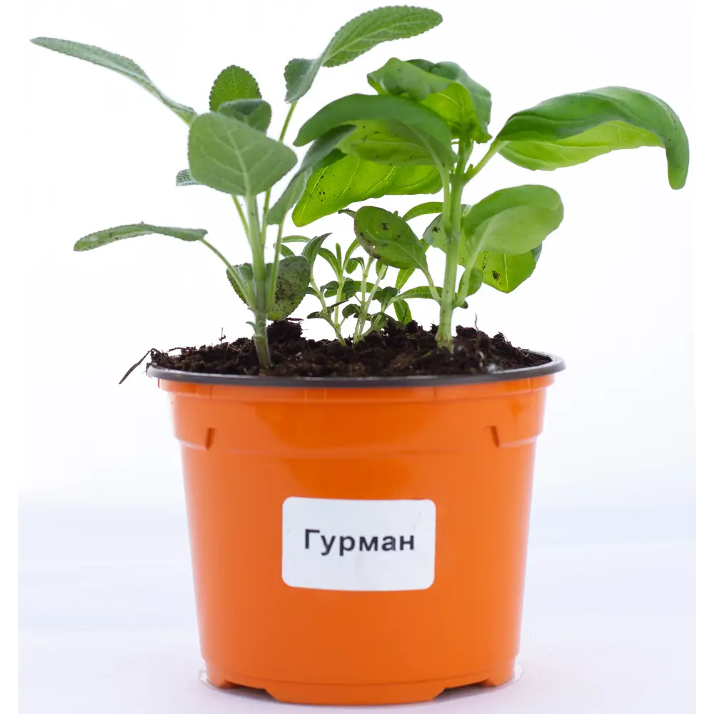 Гурман Розмарин/базилик/шалфей ø12 h20 см Santreyd STLM-2188332