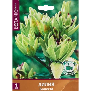 Лилия Бонеста 12/14, 1 шт 82539383 STLM-2044533