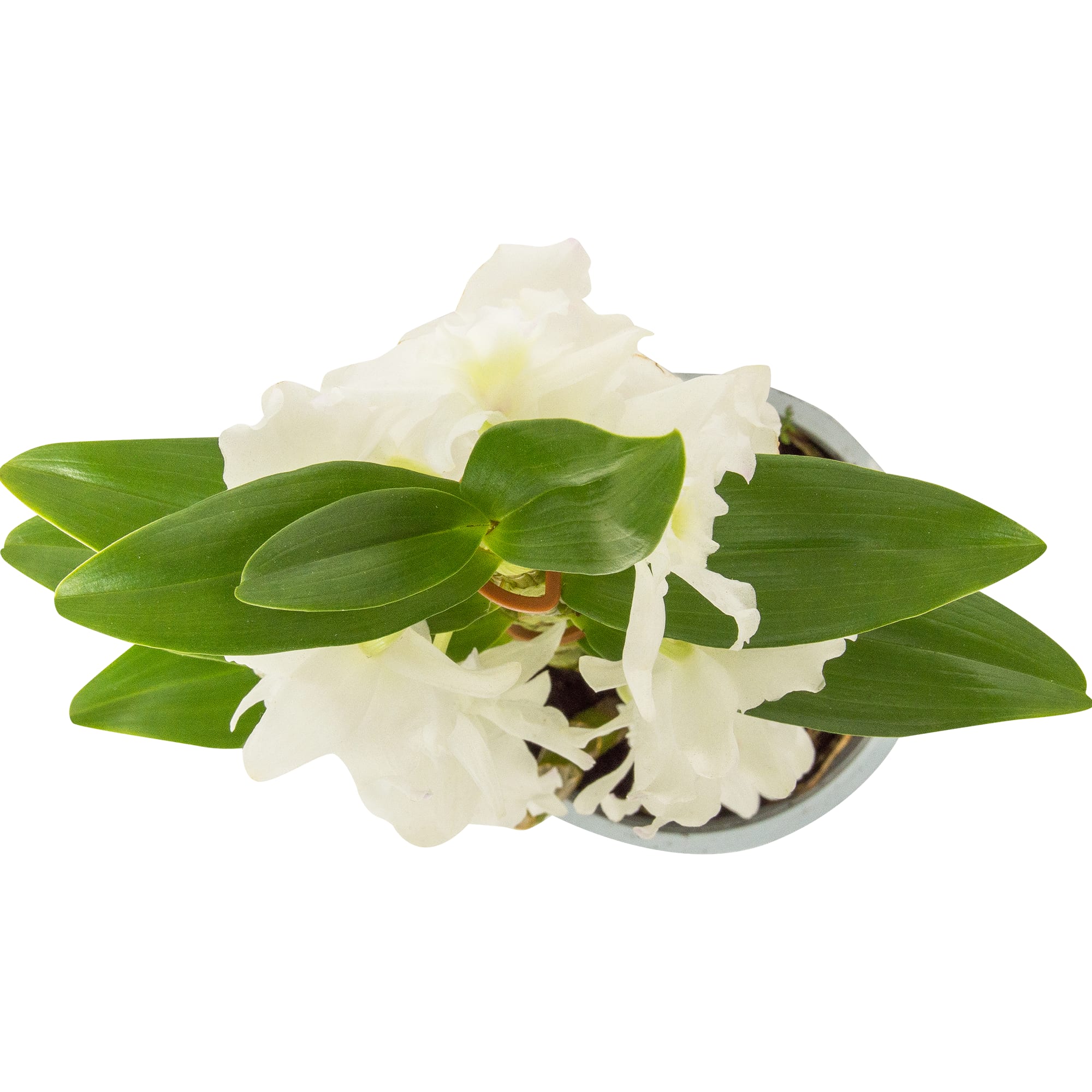 18785707 Орхидея Дендробиум Стар микс 1 стебель ø12 h50 см Santreyd  - Вид №1