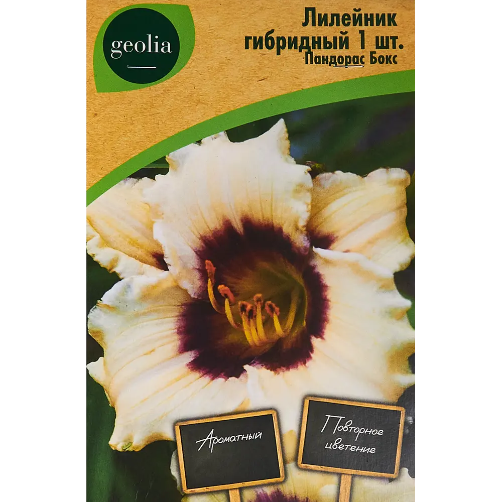 Лилейник Geolia гибридный Пандорас Бокс 86408707 STLM-2104100 
