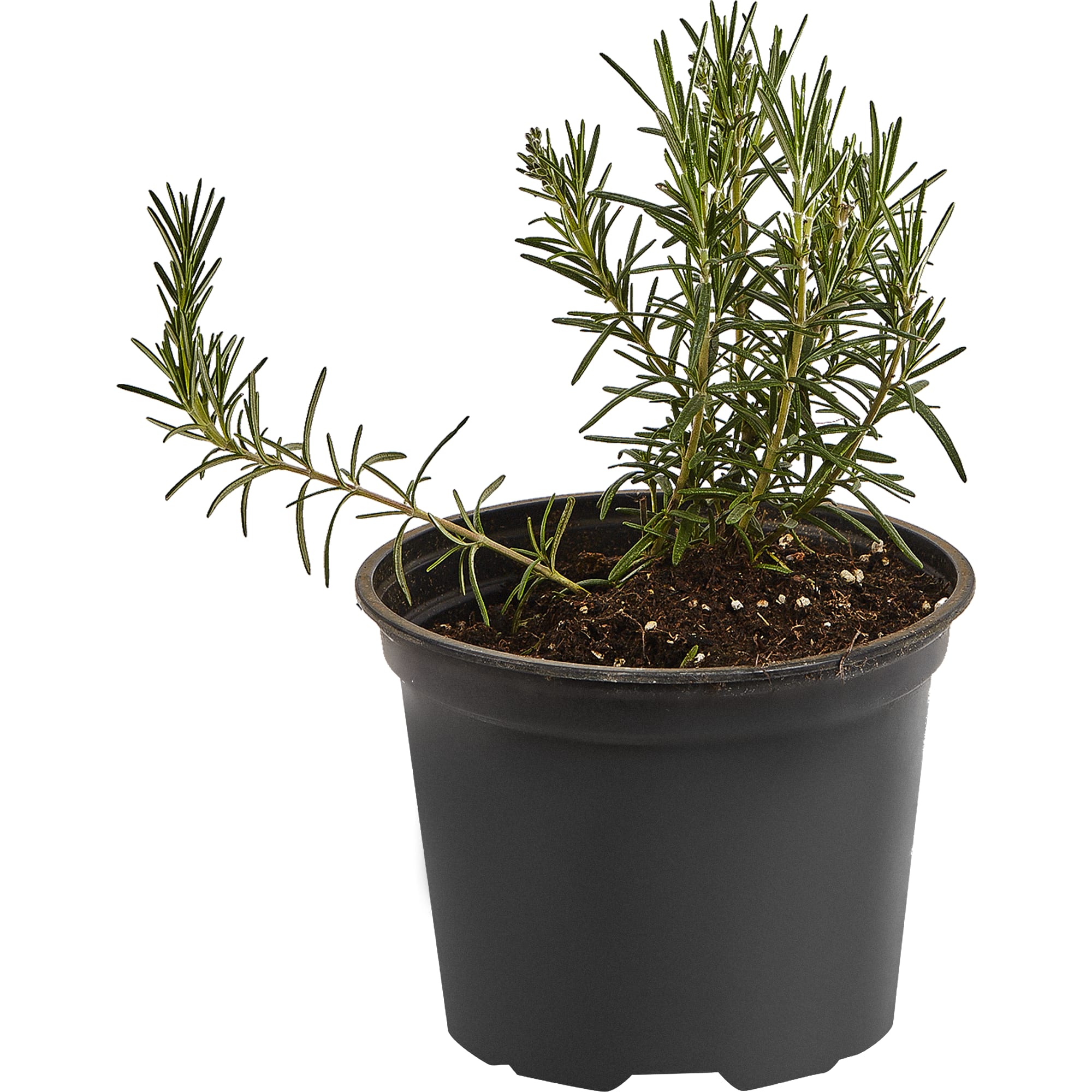 17897539 Розмарин лекарственный в сортах (V1.5л) Santreyd 