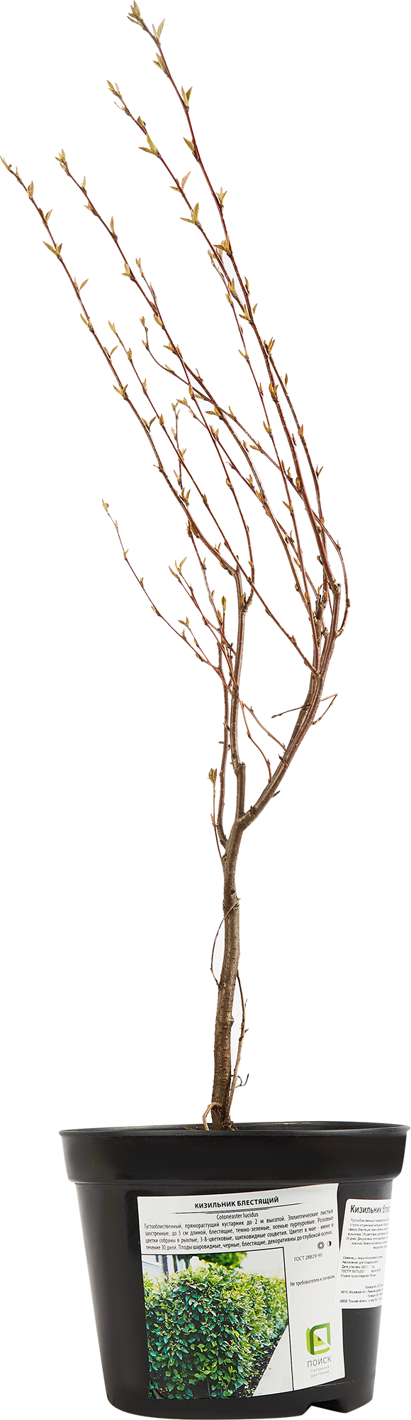 Кизильник блестящий Santreyd - декоративный кустарник с сезонной сменой окраски 85324895 STLM-0061499 - Вид №1