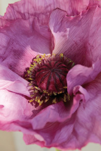 4559 227 a3 Мак искусственный, 1 цветок, 1 бутон, 90 см, светло-фиолетовый-темно-фиолетовый H-andreas