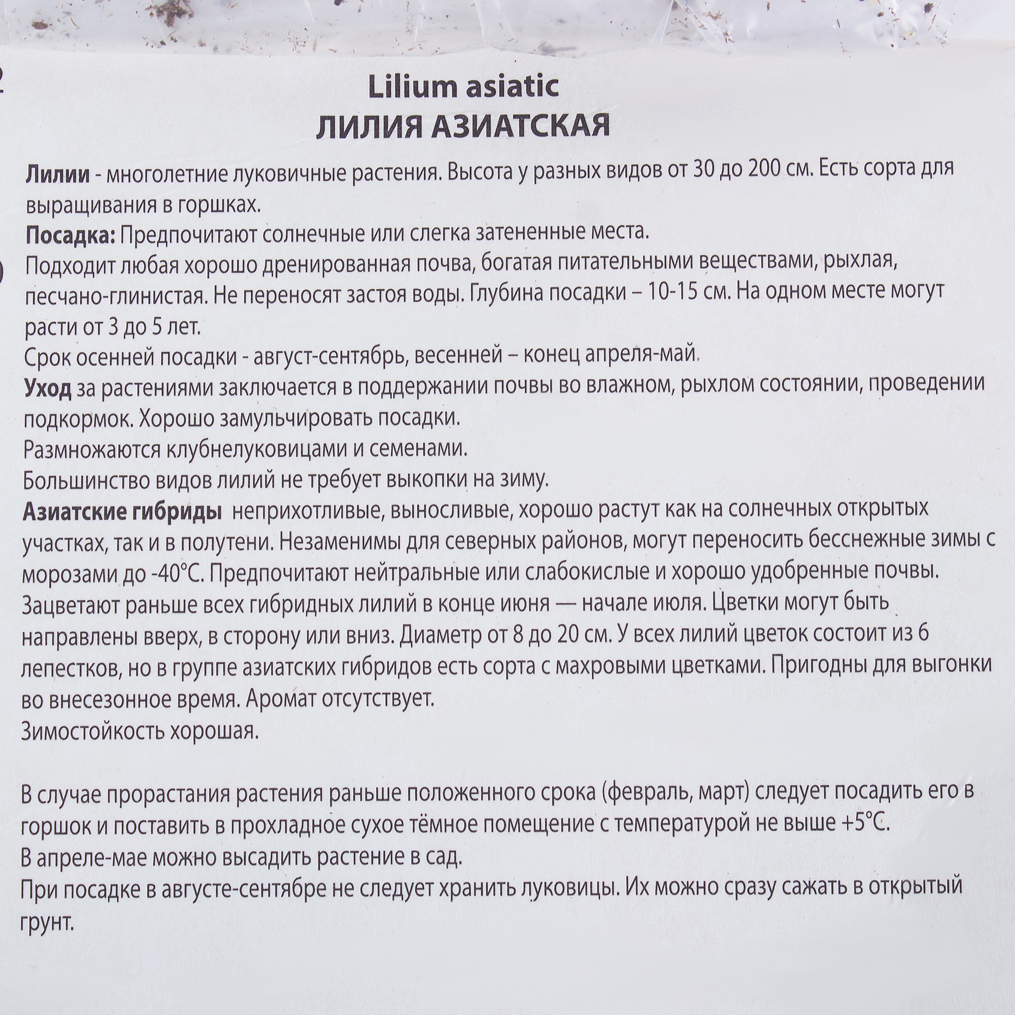 81945456 Лилия азиатская «Леди Элайн» Santreyd  - Вид №2