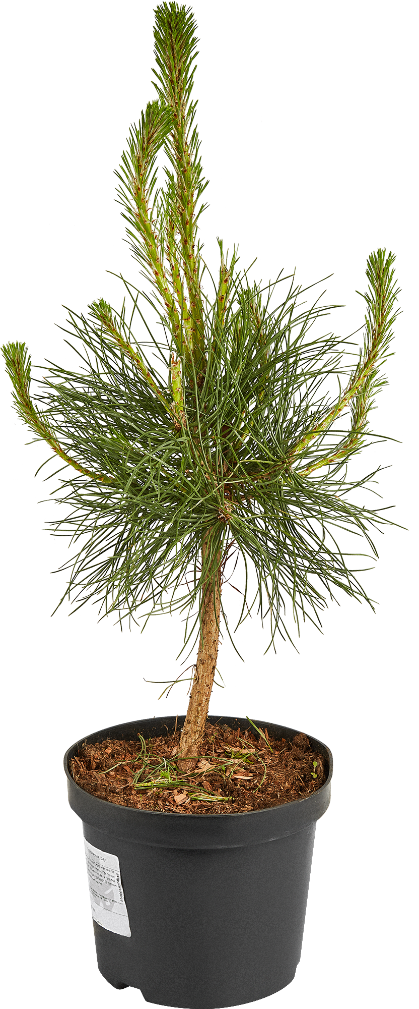 Сосна черная Santreyd - стройное хвойное дерево для ландшафтного дизайна 87718662 STLM-0075334