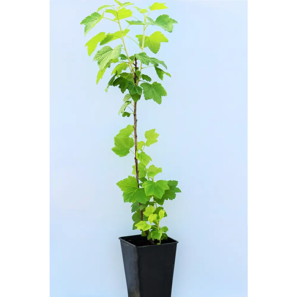 Смородина «Валовая» 1 год 12.5x30-50 см Santreyd STLM-2063881