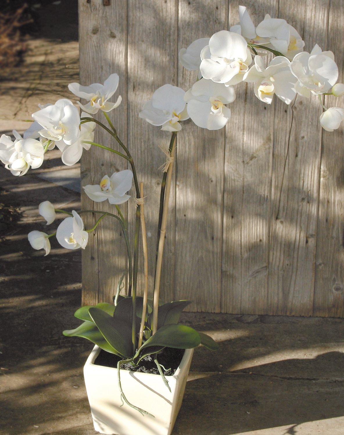 2505 777 a3 Искусственная орхидея Phalaenopsis, горшечная, 110 см, real touch, белая H-andreas  - Вид №2